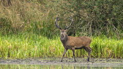 14ner Hirsch am Ufer