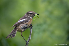 Schwarzkehlchen Weibchen mit Raupe