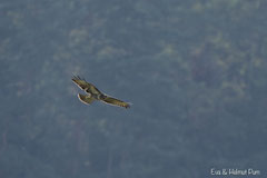 Mäusebussard auf Erkundungsflug