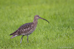 Regenbrachvogel sucht nach Nahrung