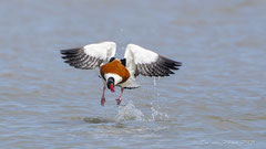 Brandgans Abflug