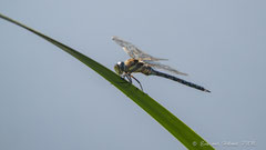 Libelle auf Blatt
