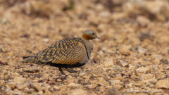 Sandflughuhn Männchen