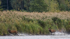 Hirsche jagen sich in der Brunft