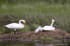 Singschwanfamilie