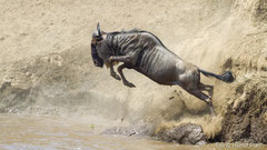 Gnu springt in den Mara Fluss