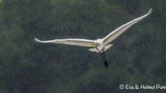 Silberreiher im Regen fliegend