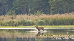 Hirsch und Graureiher