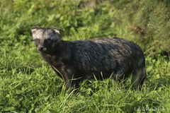 Marderhund beobachtet die Umgebung