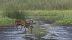 14ner Hirsch suchend