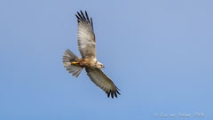 Rohrweihe fliegend
