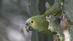 Blaustirnamazone