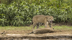 Jaguar Paar paarungsbereit