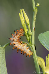 Osterluzei Raupe auf Osterluzei Pflanze