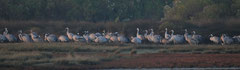 GRUES CENDREES © E . LAUCHER 