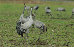 GRUES CENDREES © E . LAUCHER 