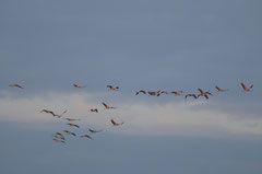 GRUES CENDREES © E . LAUCHER 