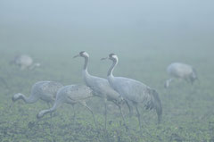 GRUES CENDREES © E . LAUCHER 