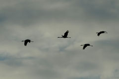 GRUES CENDREES © E . LAUCHER 