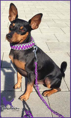 Diego mit King Kobra Halsband in Bright Purple mit Neon Green und Charcoal Grey