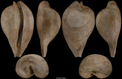 Umbilia angustior (Jan Juc, Victoria, Australia, 60,5mm) Longfordian (Early Miocene) fossil