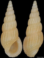 Rissoina micans (South Africa, 5,7mm)