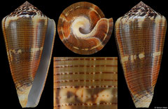 Conus magus form 'circae' (New Caledonia, 58,0mm)