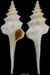 Columbarium formosissimum (South Africa, 38,2mm)