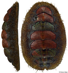 Mopalia kennerleyi (Washington, USA, 43,7mm)