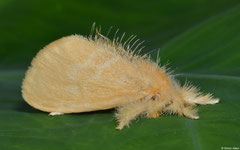 Tussock moth (Lymantriinae sp.), Ban Naka, Vientiane Province, Laos