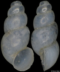 Stygobium hercegnoviense (Montenegro, 1,3mm) (paratype)