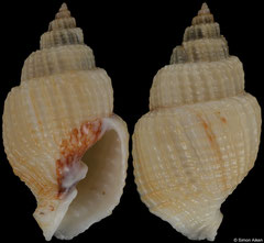 Cancellaria urceolata (Pacific Panama, 37,2mm)