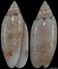 Oliva leonardhilli (Madagascar, 26,0mm)