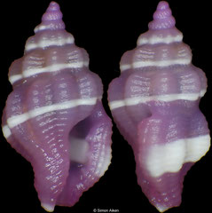 Hemilienardia goubini (Philippines, 3,6mm)
