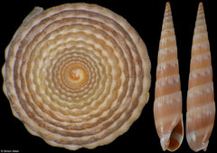 Hastula suluensis (Philippines, 17,0mm) (paratype)