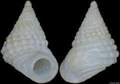 Sansonia shigemitsui (Philippines, 1,7mm) F++ €25.00 (specimens for sale are 1.4-1.7mm and are of the same quality as the specimen illustrated)