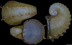 Trichamathina nobilis (Kuril Islands, 10,0mm)