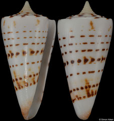 Conus monile (India, 51,1mm) F+++ €3.20 (specimens for sale are 50mm+ and are of the same quality as the specimen illustrated)