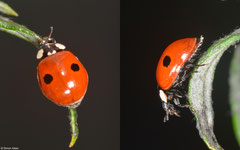 Two-spot ladybird (Adalia bipunctata), York, UK