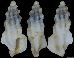 Pseudorhaphitoma jeantardyi (Philippines, 5,1mm)