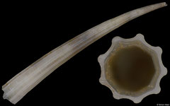 Dentaliidae sp. 3 (Madagascar, 26,0mm) F+/F++ €4.50