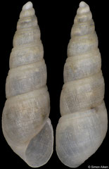 Polyspirella cf. pellucida (South Africa, 5,0mm)