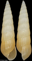 Pyrgiscus tincta (South Africa, 8,7mm)co