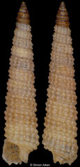 Subulophora cf. rutilans (South Africa, 4,7mm) F+++ €3.20 (specimens for sale are 4-5mm and are of the same quality as the specimen illustrated)