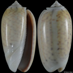 Oliva tigridella (Papua New Guinea, 29,3mm)