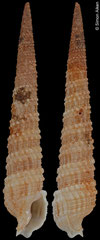 Terebra lillianae (Madagascar, 50,0mm) F €90.00