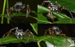 Jumping spider (Salticidae sp.), Samal Island, Philippines