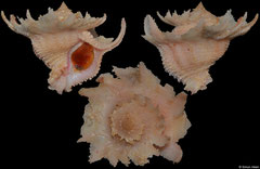 Babelomurex latipinnatus (Philippines, 35,1mm)