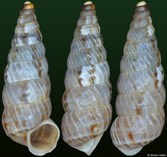 Macroceramus ludovici hatoviejensis (Dominican Republic, 8,5mm)