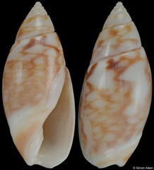 Callianax alectona (Alaska, 16,3mm)